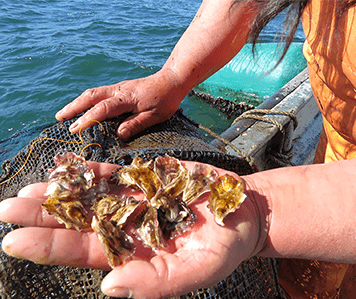 Depuración de metales pesados en Moluscos